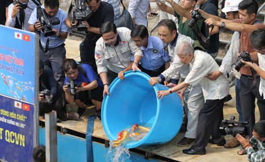 Chuyên gia Nhật Bản thả 100 con cá Koi xuống sông Tô Lịch và Hồ Tây